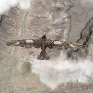 Houdini Feathers: From Design to Final Render