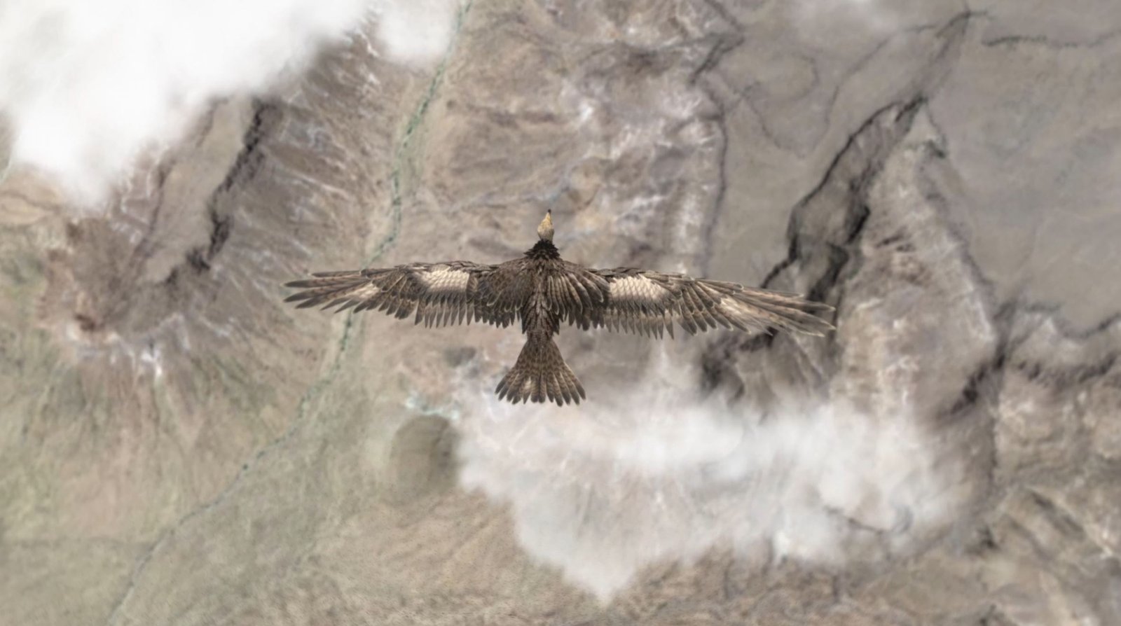 Houdini Feathers: From Design to Final Render